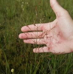 Panicum virgatum cubense