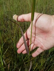 Panicum virgatum cubense