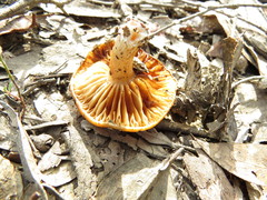 Cortinarius sinapicolor