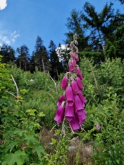 Digitalis purpurea