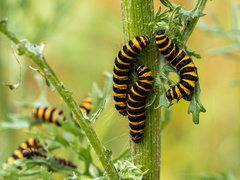 Tyria jacobaeae