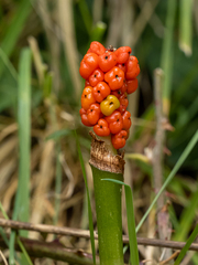 Arum maculatum