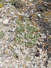 Podistera nevadensis