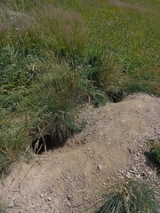 Marmota marmota