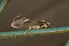 Polix coloradella