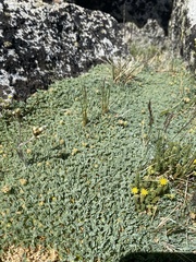 Podistera nevadensis