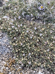 Astragalus kentrophyta danaus