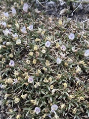Astragalus kentrophyta danaus