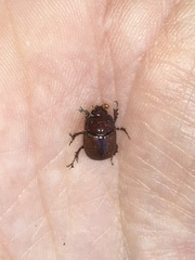 Odonteus