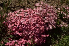 Phlox adsurgens