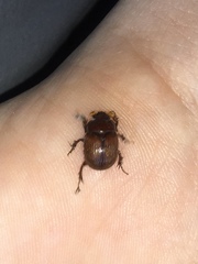 Odonteus