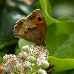 Maniola jurtina