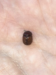 Odonteus