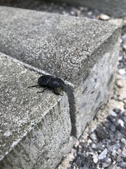 Dorcus parallelipipedus