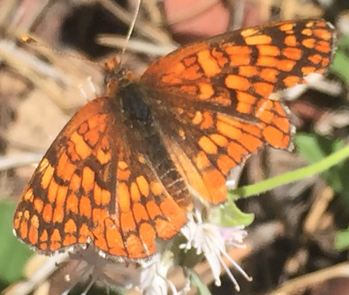 iNaturalist observation photo of Northern Checkerspot