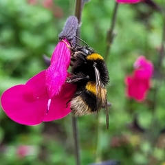 Bombus