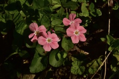 Phlox adsurgens