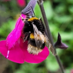 Bombus