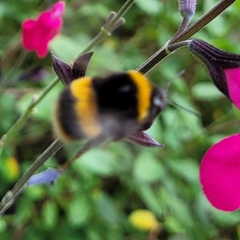 Bombus