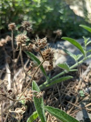 Trifolium scabrum