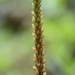 Prescottia - Photo (c) arethusa, algunos derechos reservados (CC BY-NC), subido por arethusa