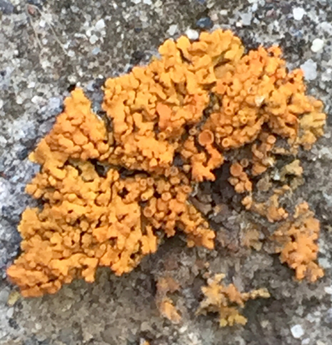iNaturalist observation photo of Elegant Sunburst Lichen