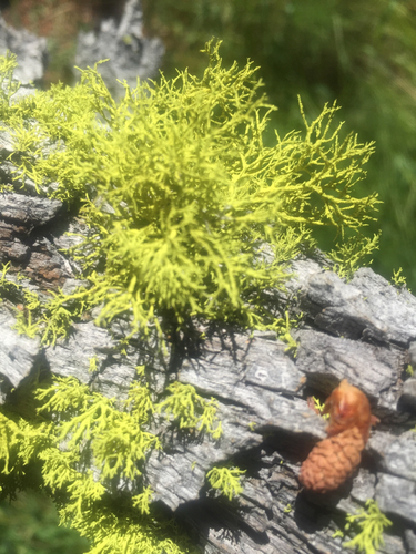 iNaturalist observation photo of wolf lichen