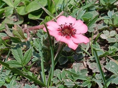 Potentilla nepalensis