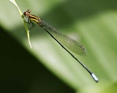 Acanthagrion apicale