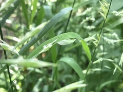 Chrysopa nigricornis