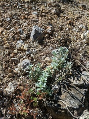 Alyssum calycocarpum