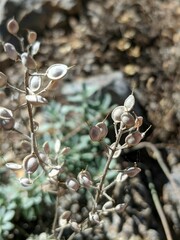 Alyssum calycocarpum
