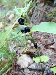 Chrysochus asclepiadeus