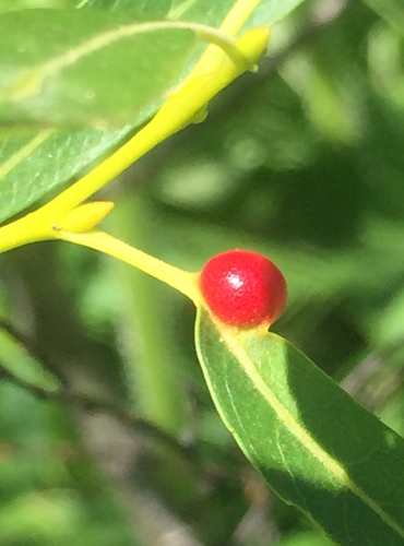 iNaturalist observation photo of Willow Apple Gall Sawfly