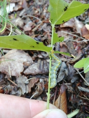Abrostola asclepiadis