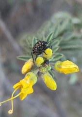 Murgantia histrionica