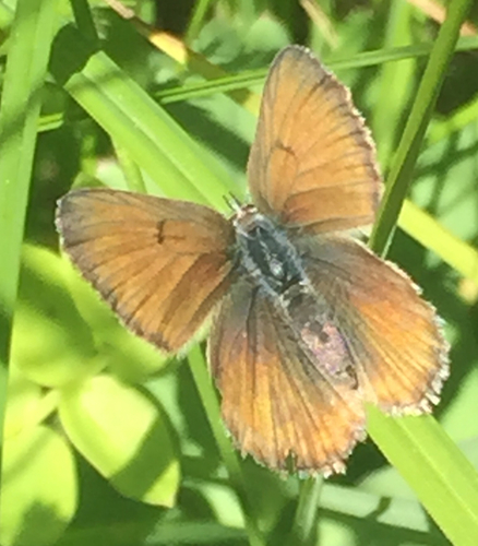 iNaturalist observation photo of Greenish Blue
