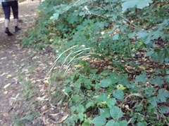 Bromus benekenii