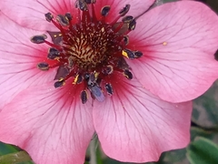 Potentilla nepalensis