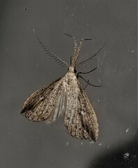 Trigonistis demonias