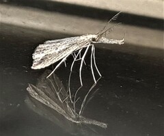 Trigonistis demonias