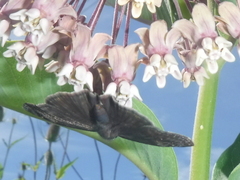 Erynnis baptisiae