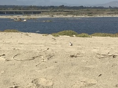 Sternula antillarum browni