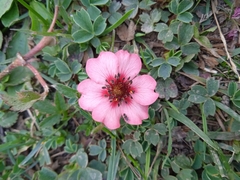 Potentilla nepalensis