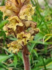 Orobanche pancicii