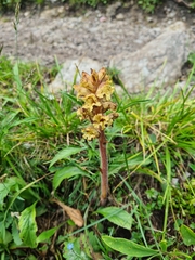 Orobanche pancicii