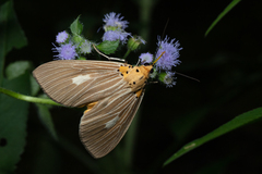 Asota plaginota