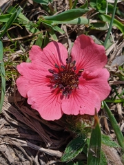 Potentilla nepalensis