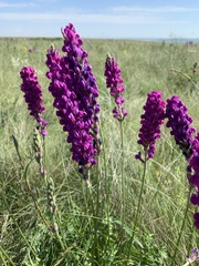Oxytropis kasakorum