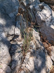 Allium marschalianum